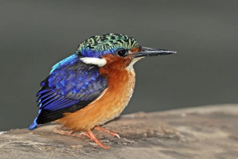 File:Madagascar malachite kingfisher (Corythornis vintsioides vintsioides).jpg
