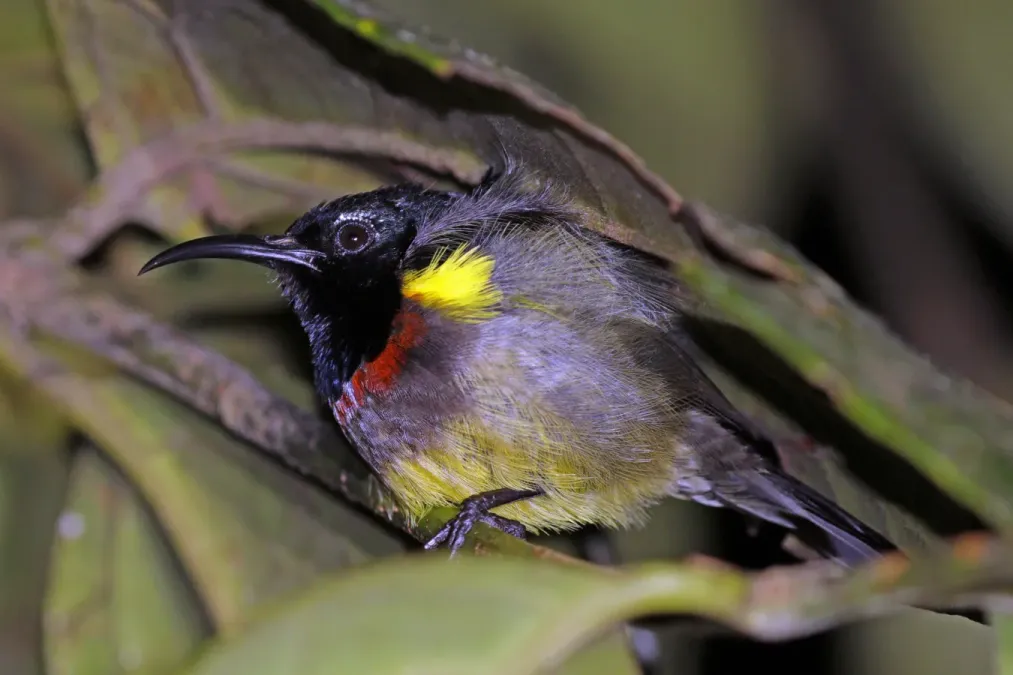 File:Souimanga sunbird (Cinnyris sovimanga sovimanga) roosting at night Ranomafana.jpg