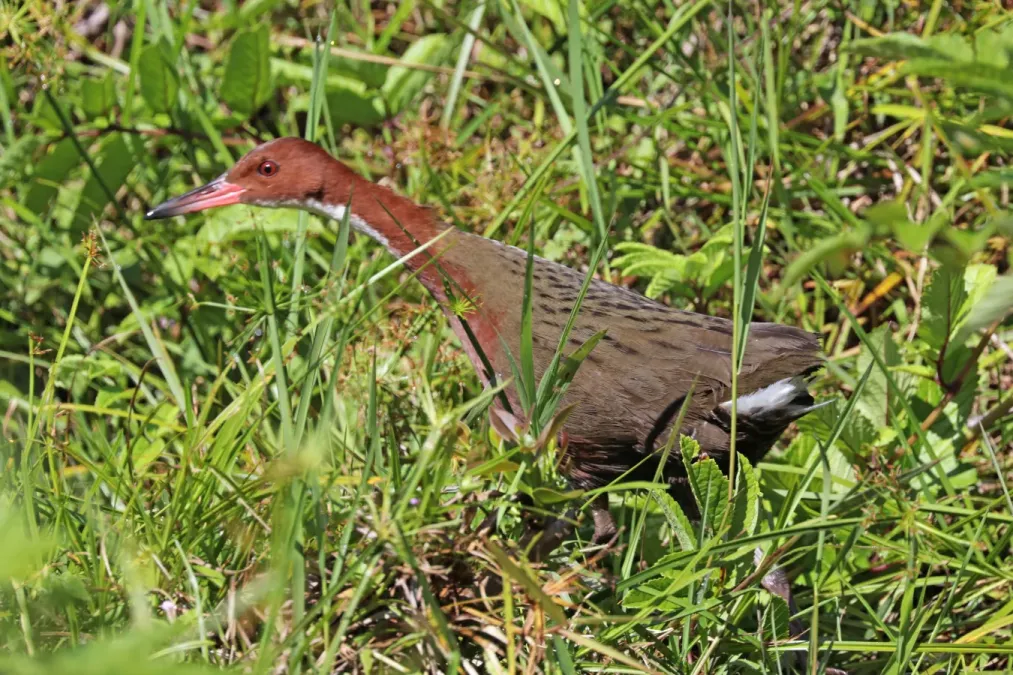 File:White-throated rail (Dryolimnas cuvieri cuvieri).jpg