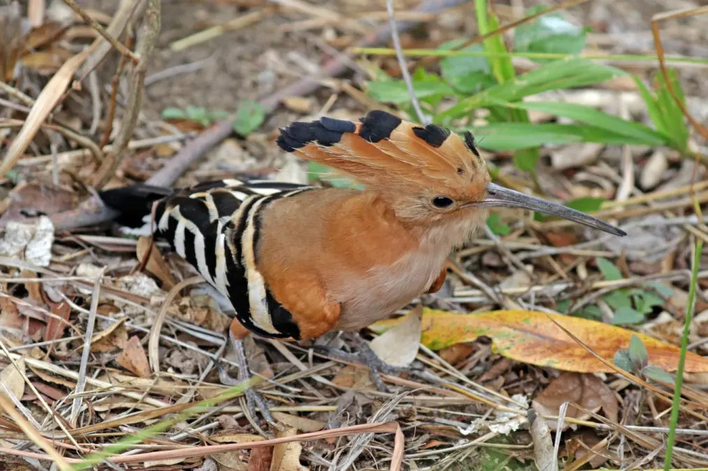 File:Madagascar hoopoe (Upupa marginata).jpg