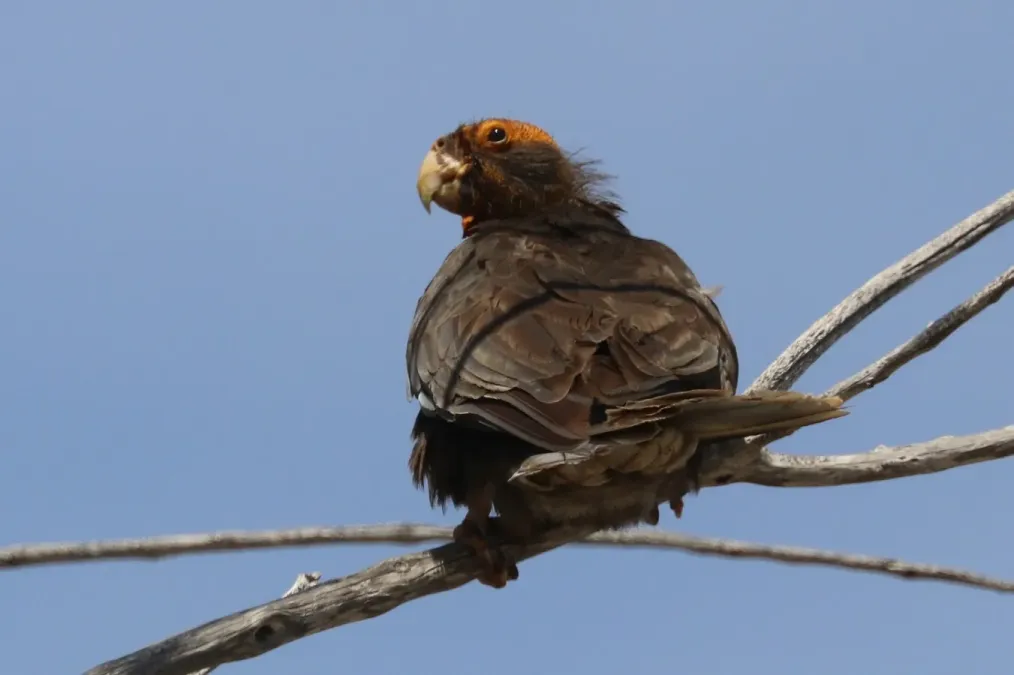 File:Greater vasa parrot (Coracopsis vasa drouardi) female, breeding plumage.jpg