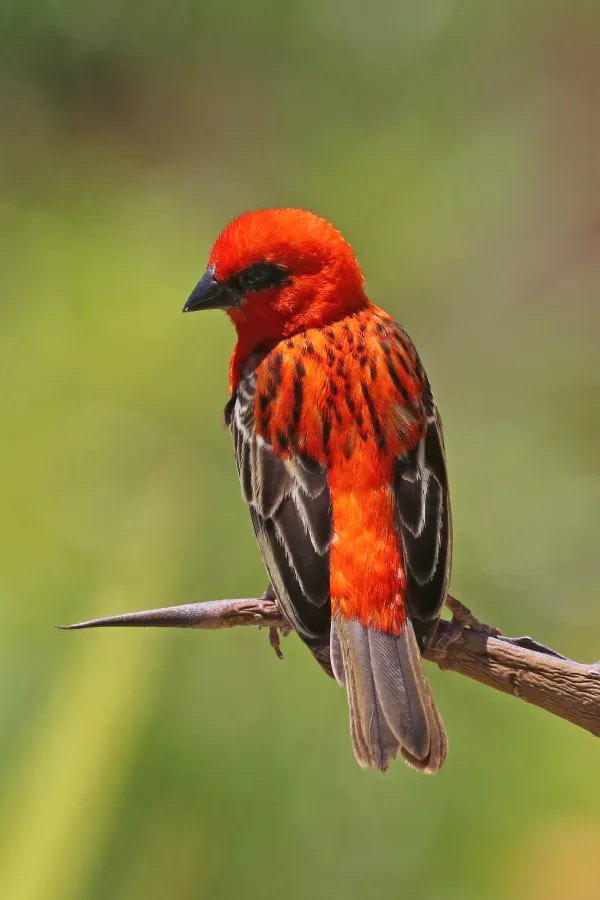 File:Madagascar fody (Foudia madagascariensis) male 2.jpg