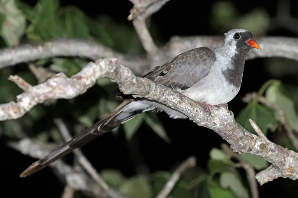 File:Namaqua dove (Oena capensis aliena) male perched at night.jpg