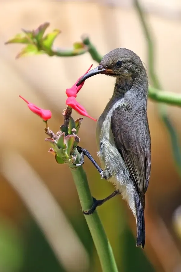 File:Souimanga sunbird (Cinnyris sovimanga apolis) female.jpg