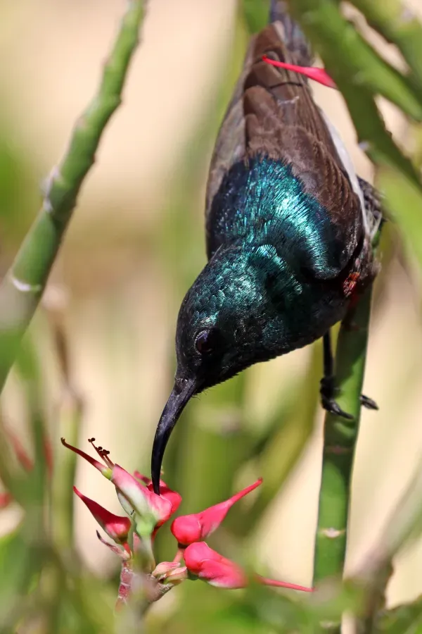 File:Souimanga sunbird (Cinnyris sovimanga apolis) male.jpg