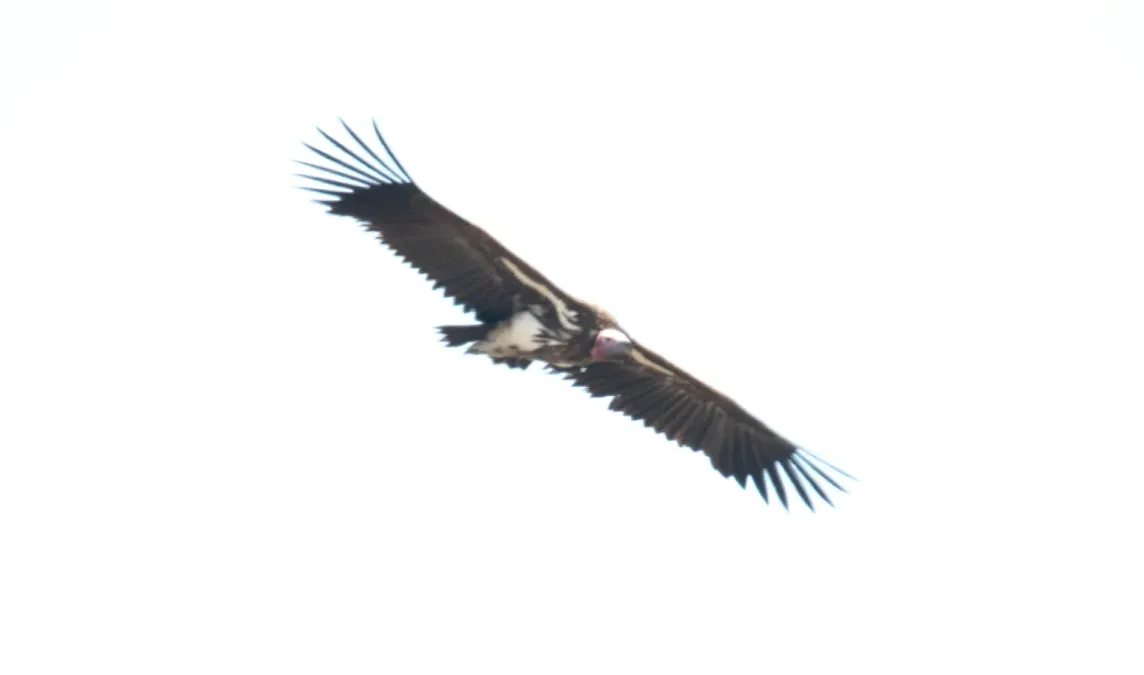 File:Lappet-faced Vulture (Torgos tracheliotos) (45866060604).jpg