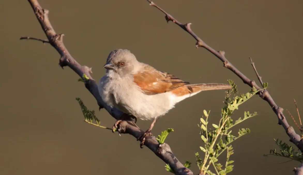File:Swahili Sparrow (Passer suahelicus) (32715460468).jpg