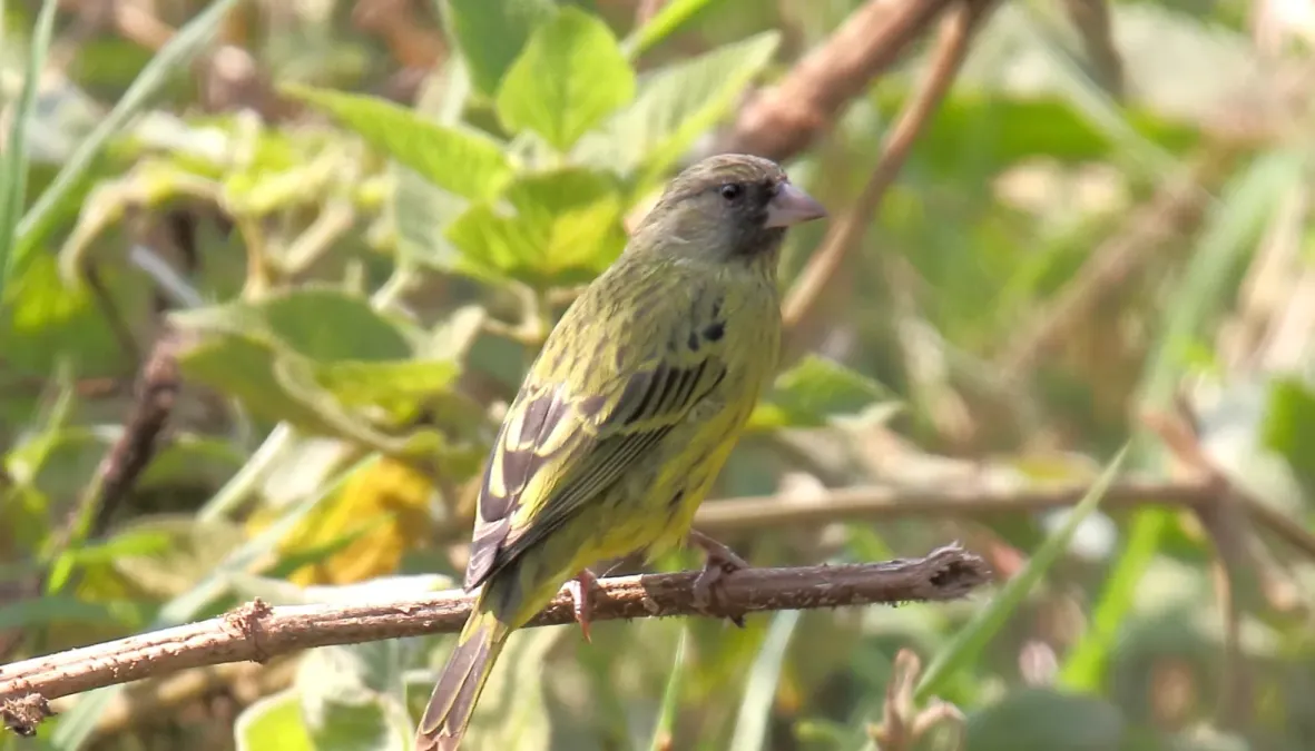 File:Southern Citril (Crithagra hyposticta) (46589569151).jpg