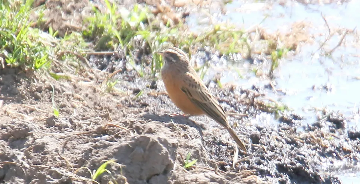 File:Cinnamon-breasted Bunting (Emberiza tahapisi) (31648685427).jpg