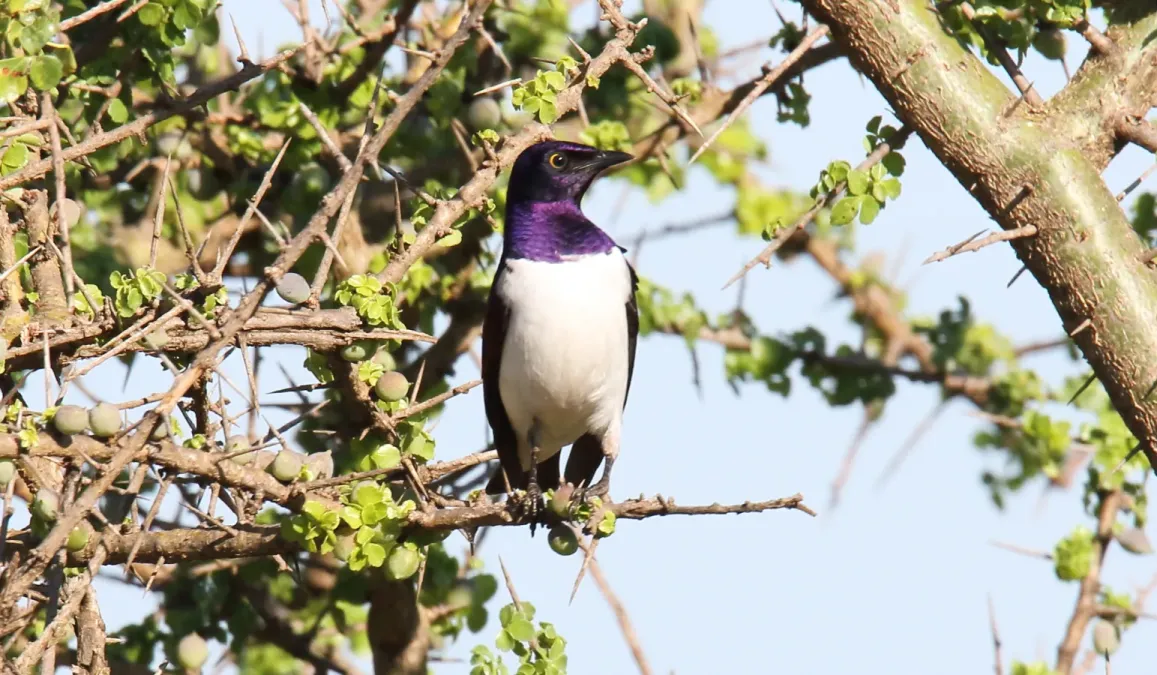 File:Violet-backed Starling (Cinnyricinclus leucogaster) (45672417075).jpg