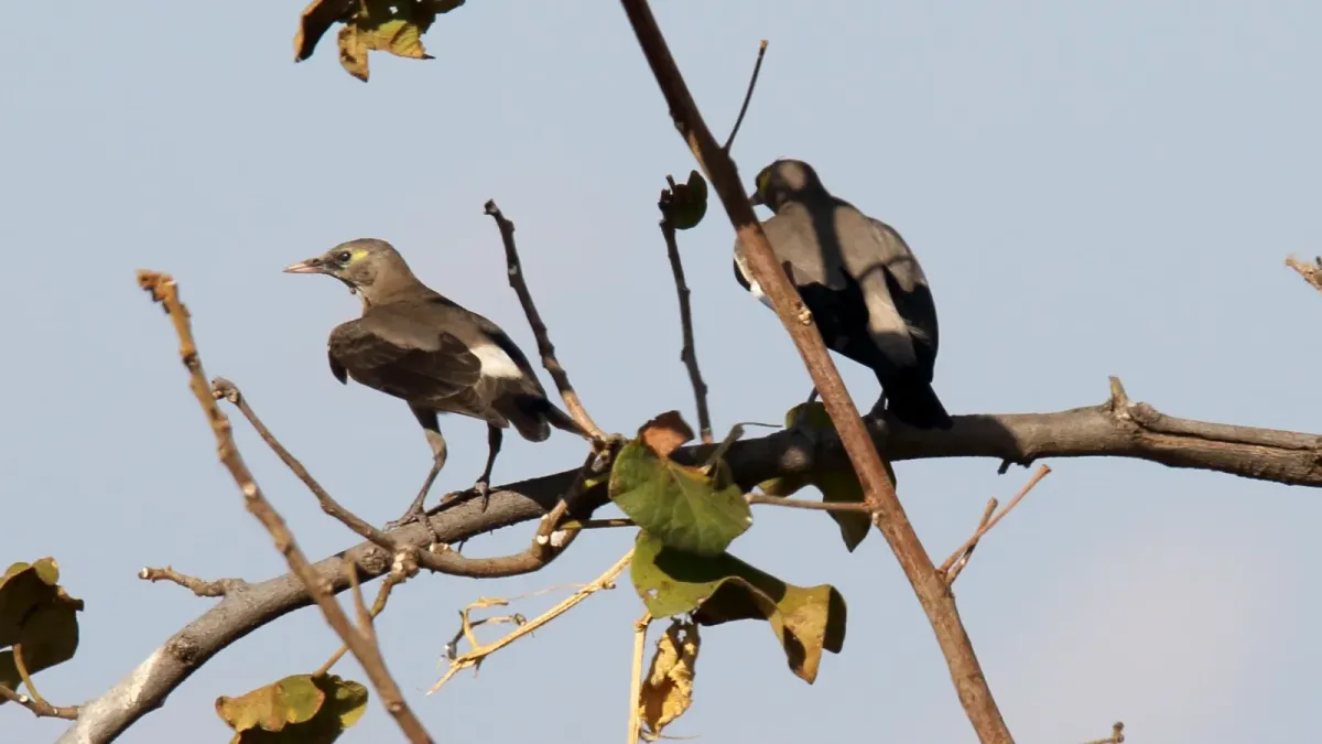 File:Wattled Starling (Creatophora cinerea) (44768843460).jpg
