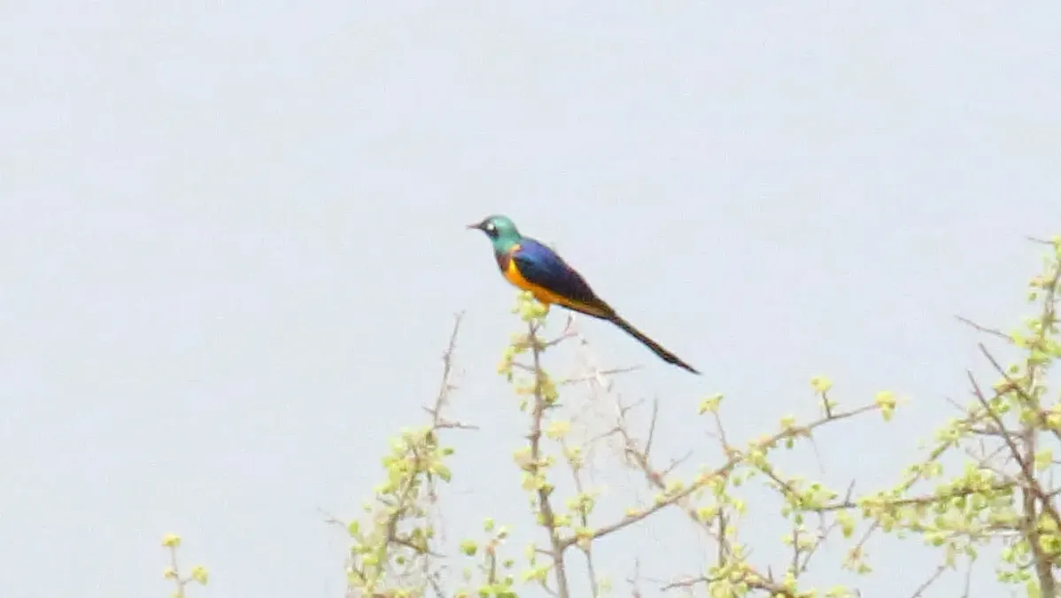 File:Golden-breasted Starling (Lamprotornis regius) (32712716348).jpg