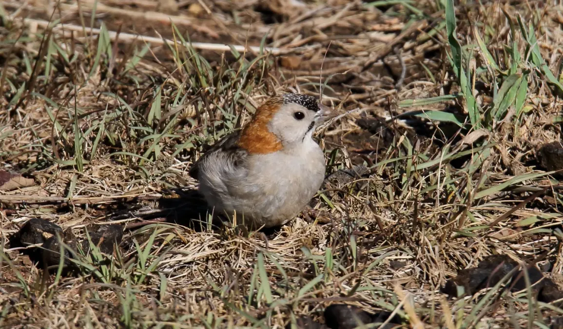 File:Speckled-fronted Weaver (Sporopipes frontalis) (32712294578).jpg