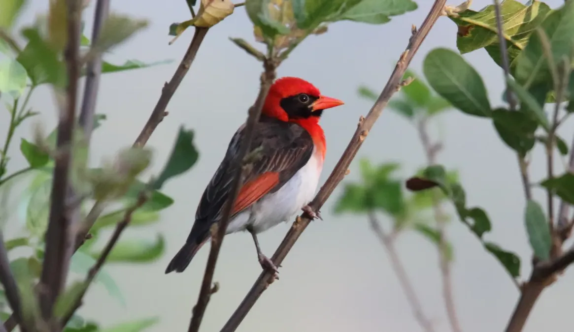 File:Red Headed Weaver (Anaplectes rubriceps) (31645336387).jpg