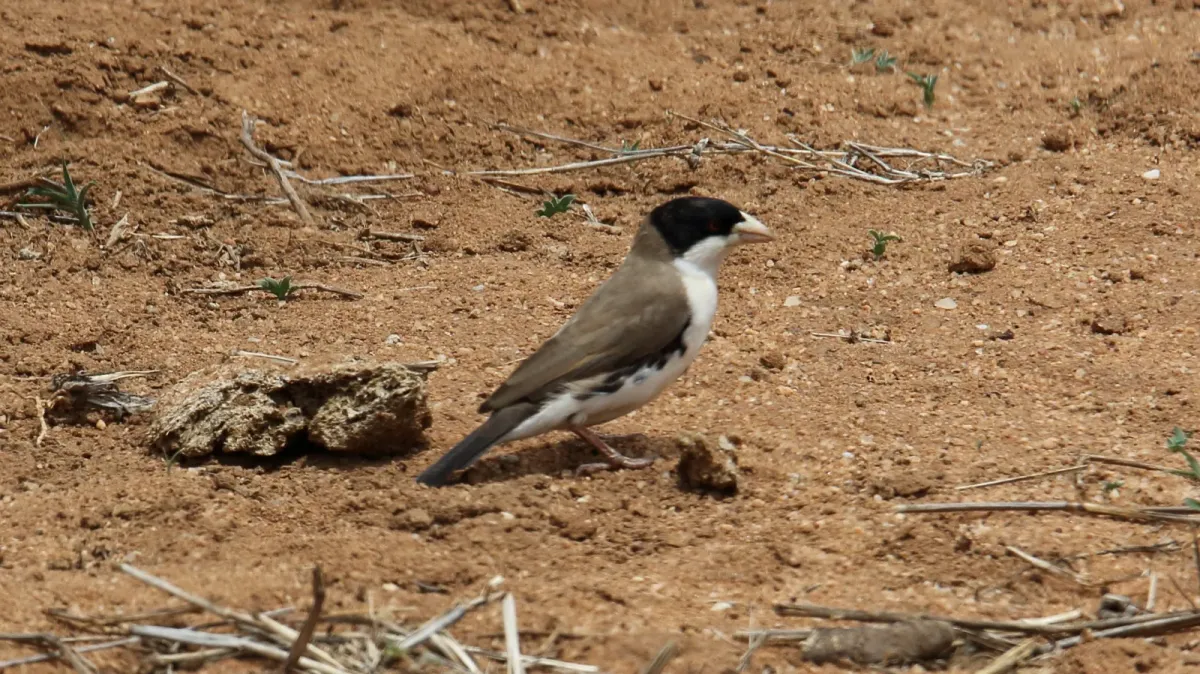 File:Black-capped Social-Weaver (Pseudonigrita cabanisi) (45862186874).jpg