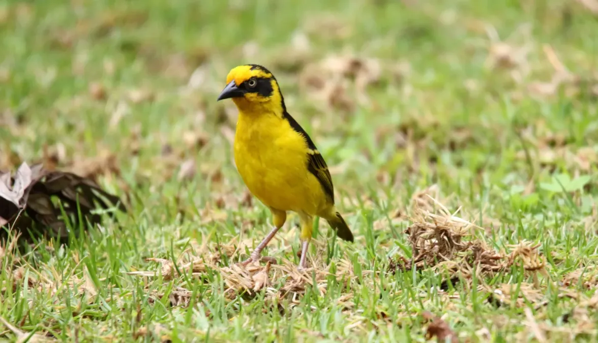 File:Baglafecht Weaver (Ploceus baglafecht) (45862193914).jpg