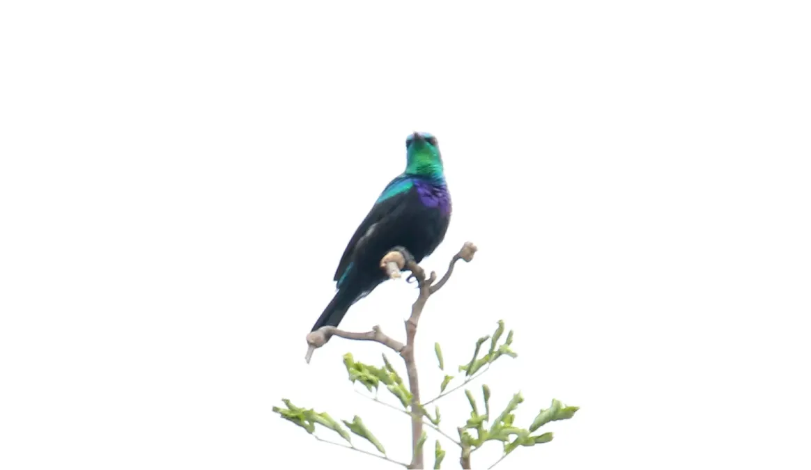 File:Tsavo Sunbird (Cinnyris tsavoensis) (31644749997).jpg