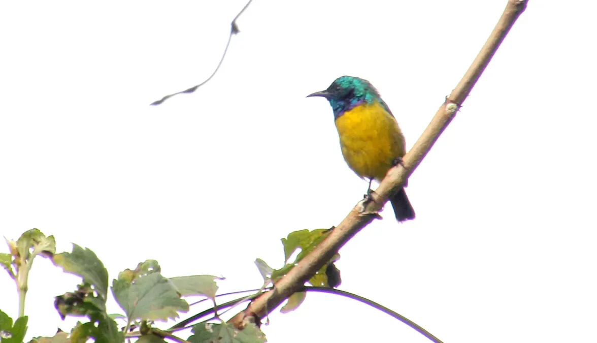 File:Collared Sunbird (Hedydipna collaris) (32711751208).jpg