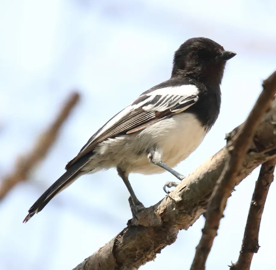 File:White-bellied Tit (Melaniparus albiventris).jpg