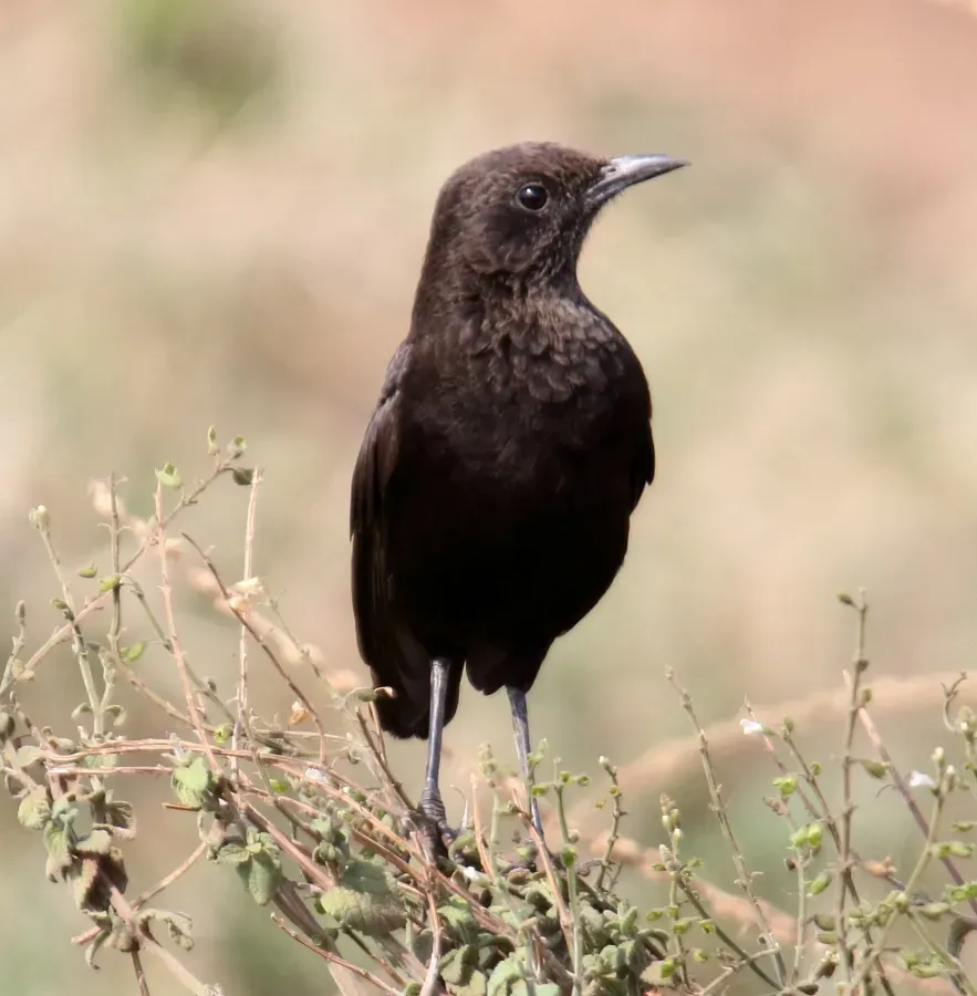 File:Northern Anteater-Chat (Myrmecocichla aethiops).jpg