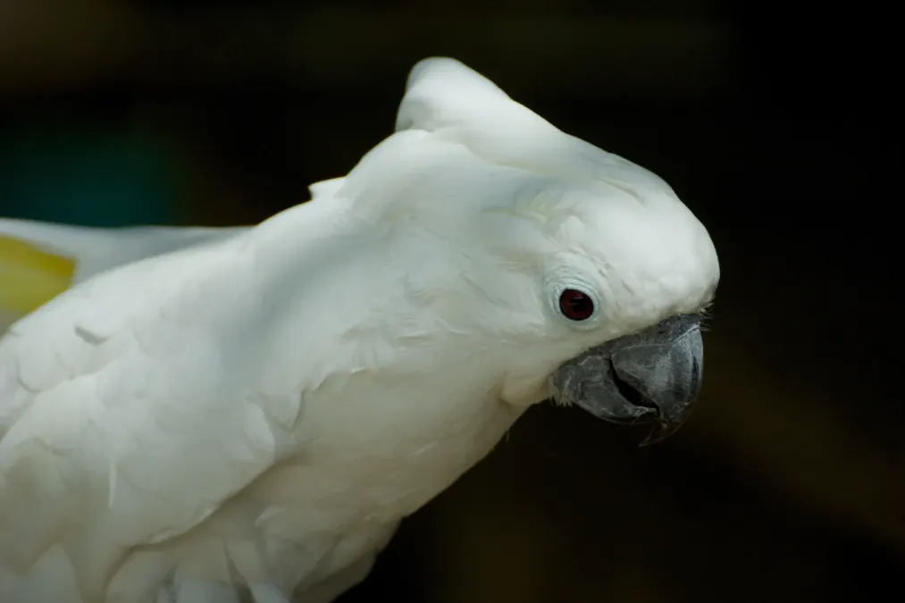 File:White cockatoo (Cacatua alba).jpg