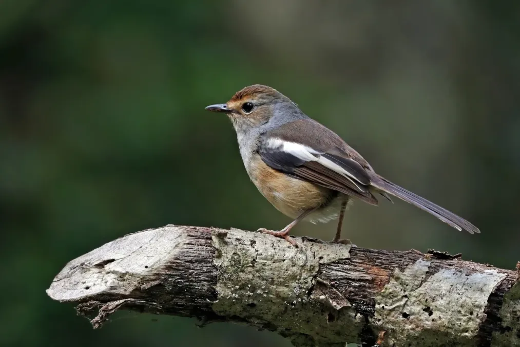 File:Madagascar magpie-robin (Copsychus albospecularis pica) female.jpg