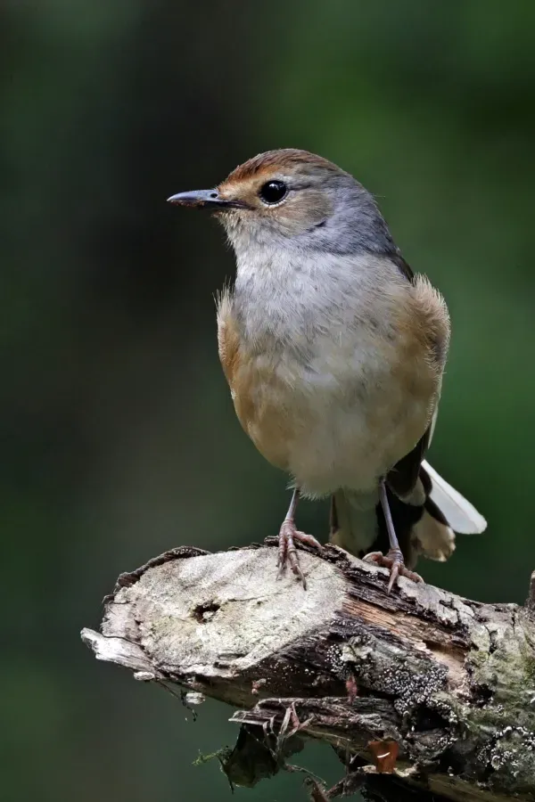 File:Madagascar magpie-robin (Copsychus albospecularis pica) female 2.jpg