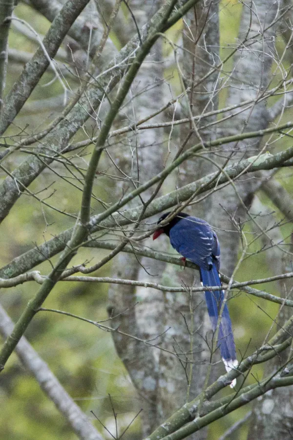 File:Urocissa caerulea (39632638615).jpg