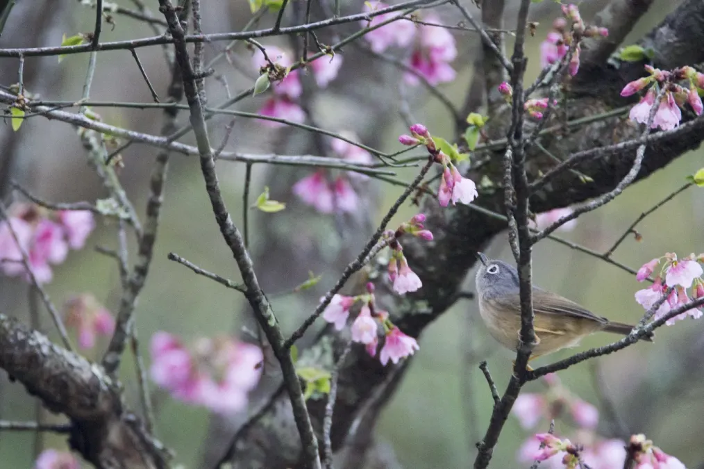File:Alcippe morrisonia (26656589818).jpg