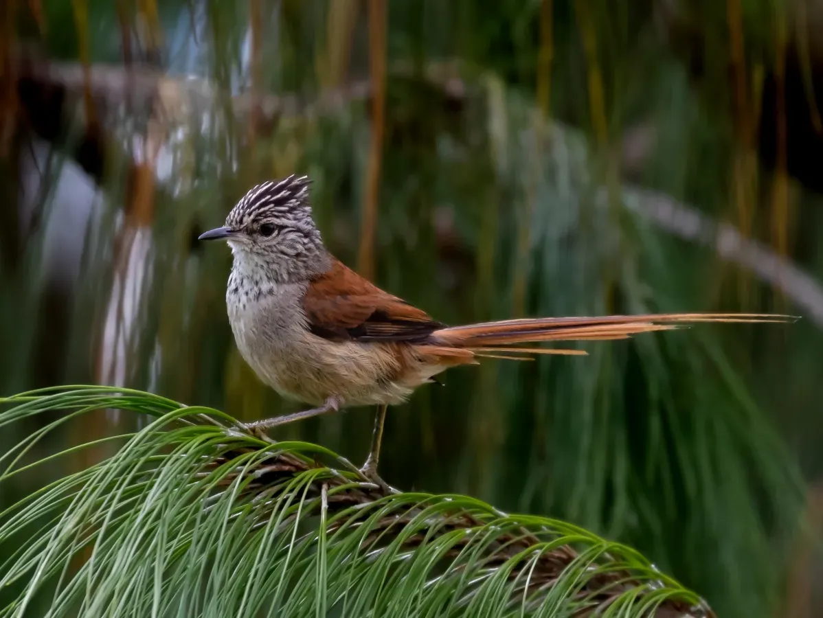 File:Leptasthenura setaria - Araucaria tit-spinetail; Campos do Jordão, São Paulo, Brazil.jpg