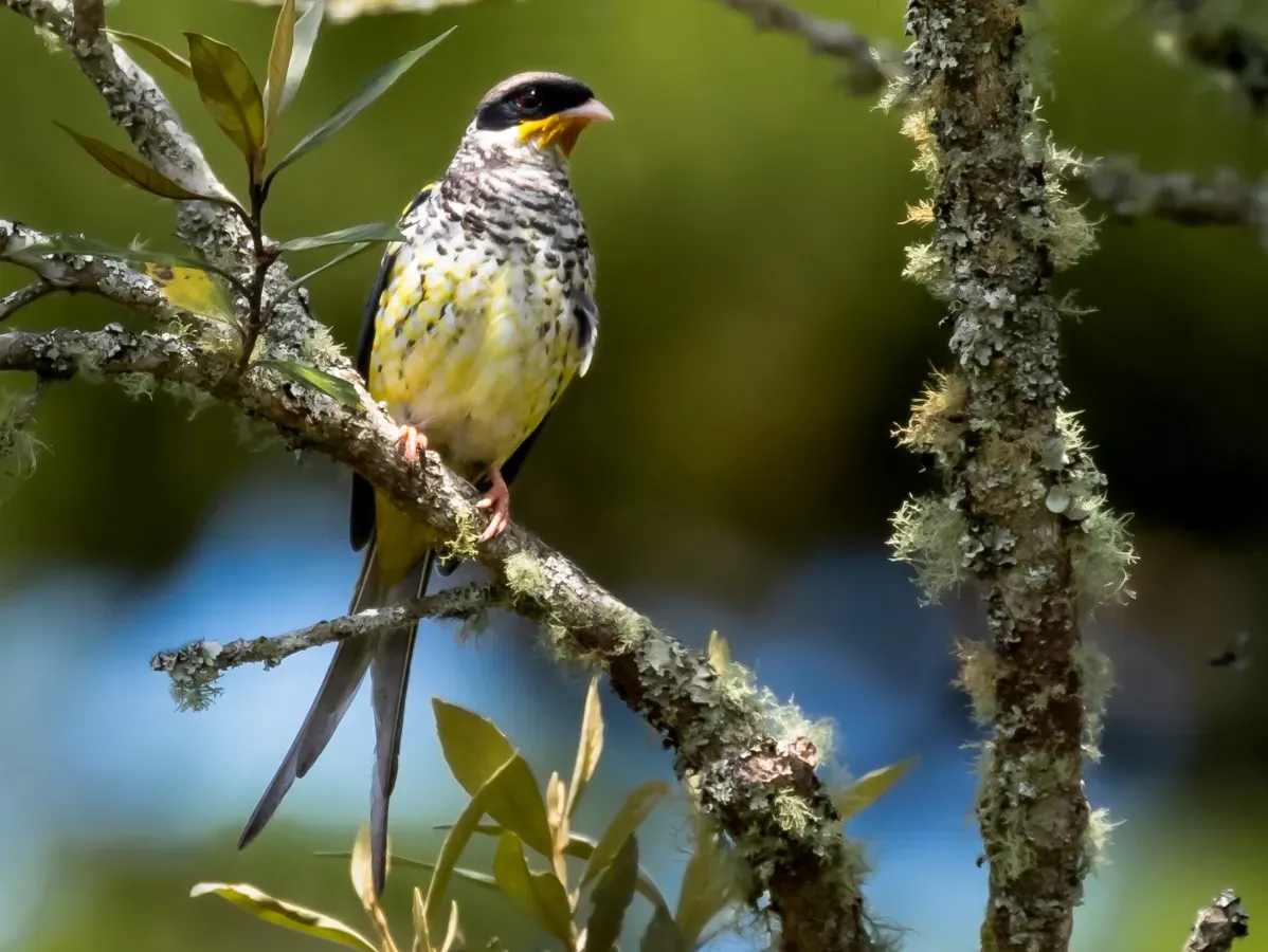File:Phibalura flavirostris - Swallow-tailed Cotinga (male); Campos do Jordão, São Paulo, Brazil.jpg