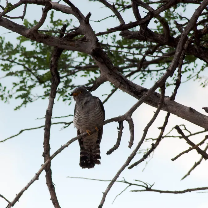 File:African cuckoo (Cuculus gularis)-2368 - Flickr - Ragnhild & Neil Crawford.jpg