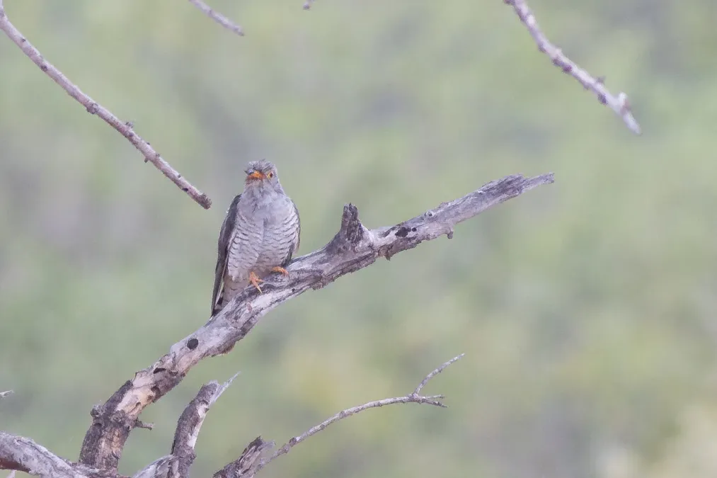File:African cuckoo (Cuculus gularis)-2383 - Flickr - Ragnhild & Neil Crawford.jpg