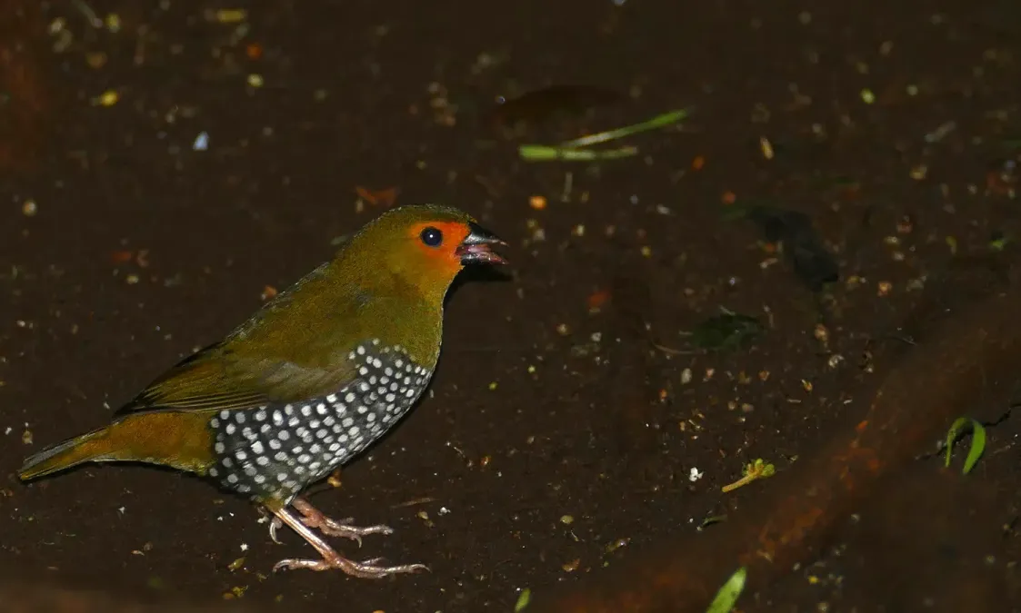 File:Green Twinspot (Mandingoa nitidula) female ... (46544757191).jpg