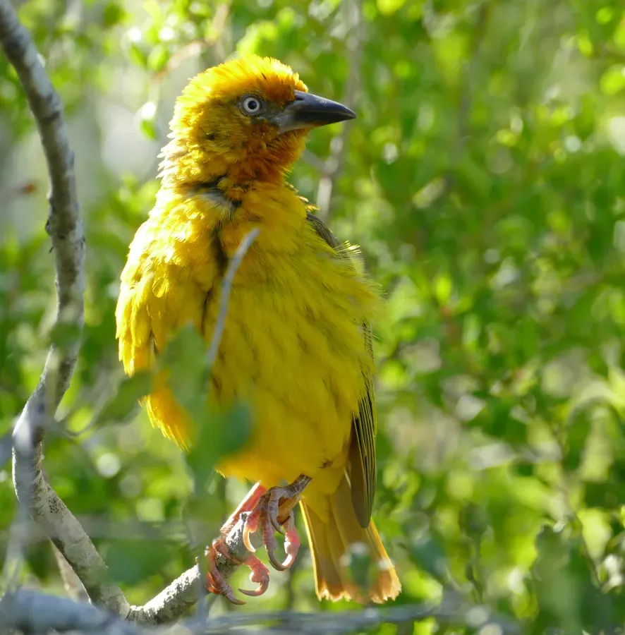 File:Cape Weaver (Ploceus capensis) male ... (45766747374).jpg