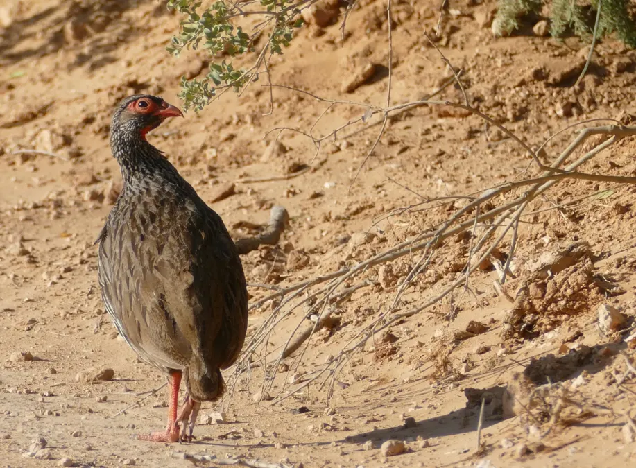 File:Red-necked Spurfowl (Pternistis afer castaneiventer) (46438096892).jpg