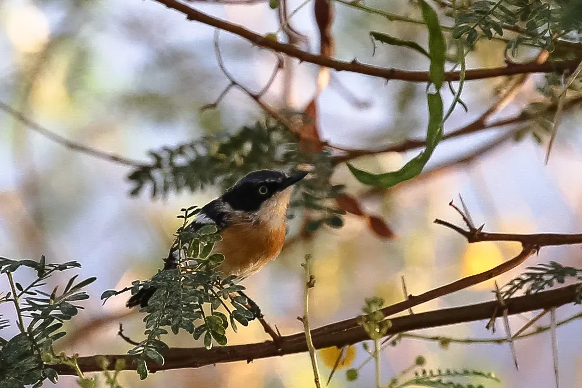 File:Pririt batis-2224 - Flickr - Ragnhild & Neil Crawford.jpg