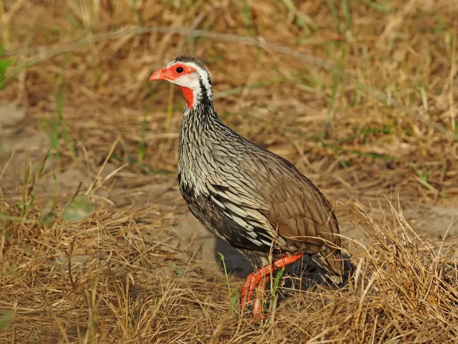 File:Red-necked Spurfowl - Pternistis afer, Gorongosa National Park, Mozambique (44137857440).jpg
