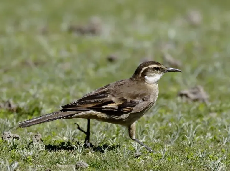 File:Cinclodes pabsti espinhacensis - Cipo Cinclodes; Santana do Riacho, Minas Gerais, Brazil.jpg