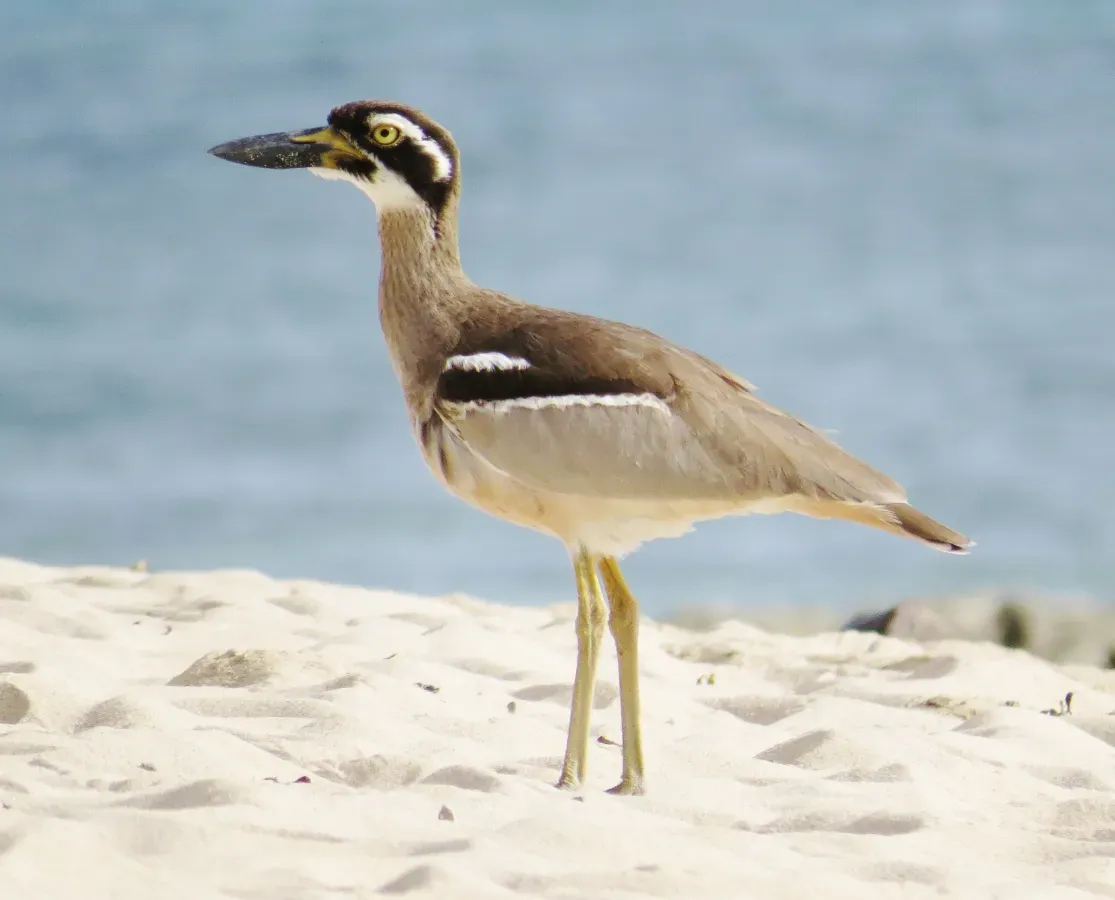 File:Esacus magnirostris - Beach stone-curlew Qld (cropped).jpg