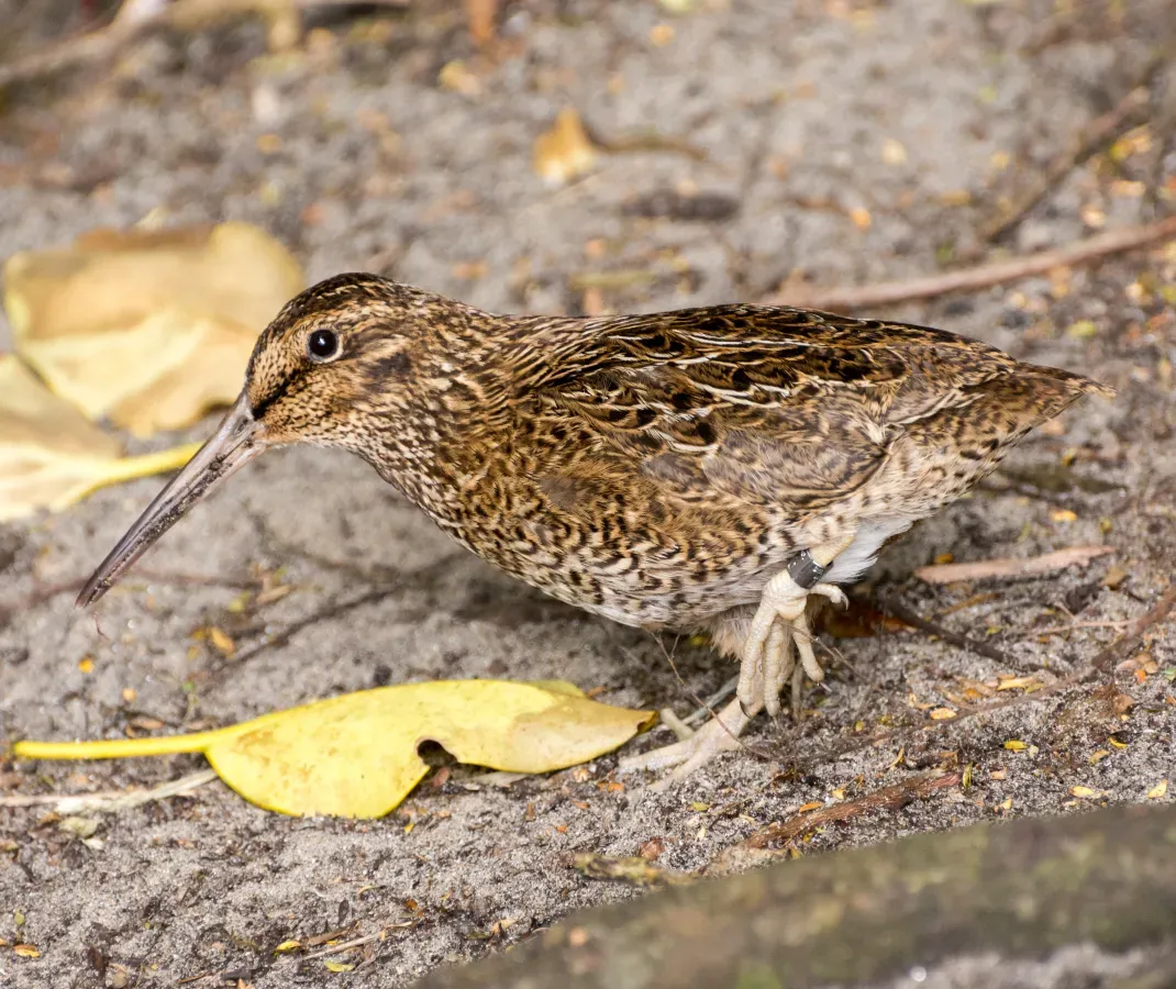 File:Snares snipe, tutukiwi Coenocorypha huegeli (cropped).jpg