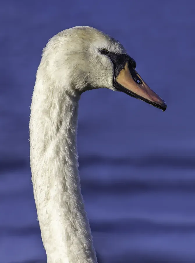 File:Mute swan (Cygnus olor) in Bowness-on-Windermere, England.jpg