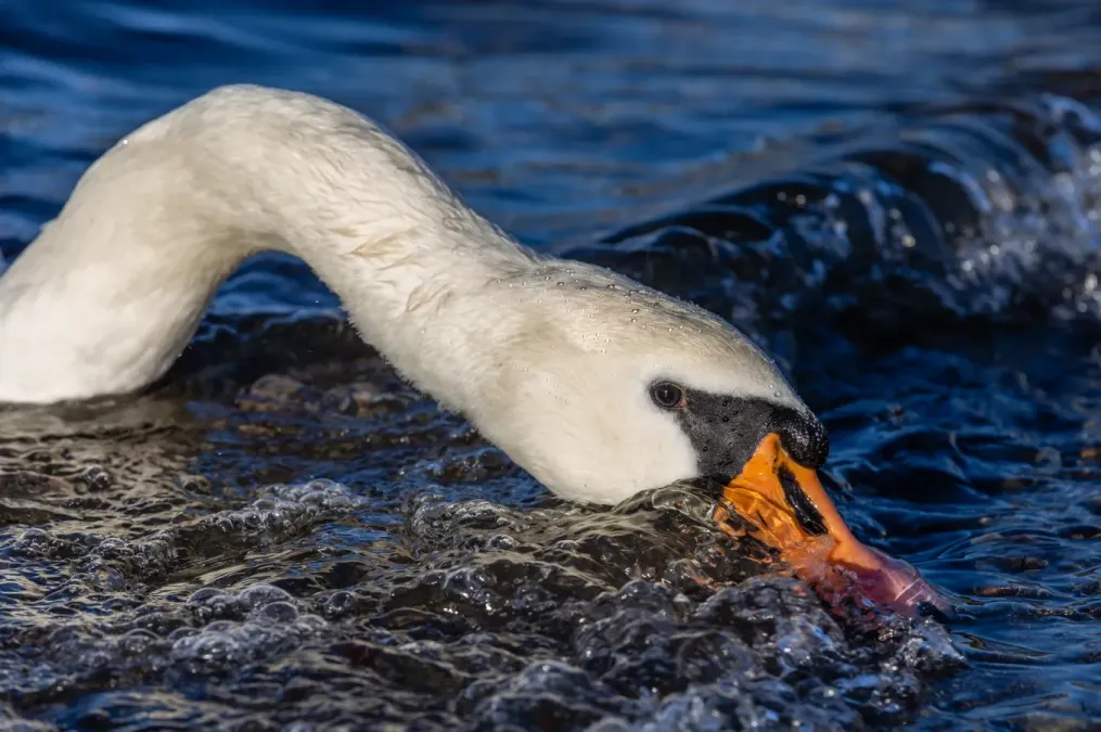 File:Mute swan (Cygnus olor) looking for food in waves, Windermere, England.jpg