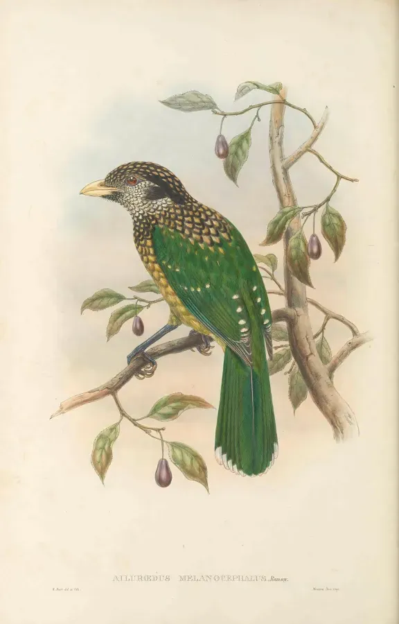 File:Ailuroedus melanocephalus - The Birds of New Guinea.jpg