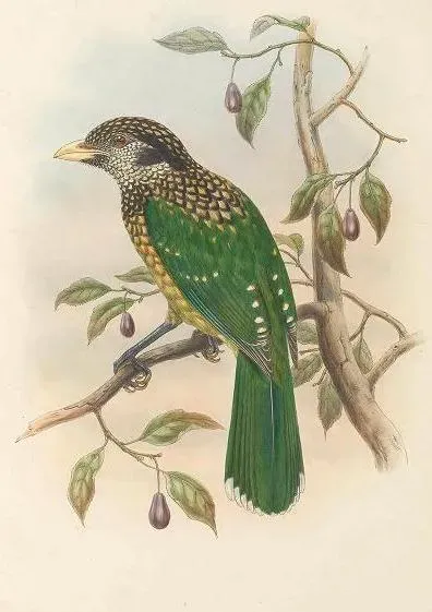 File:Ailuroedus melanocephalus - The Birds of New Guinea (cropped).jpg