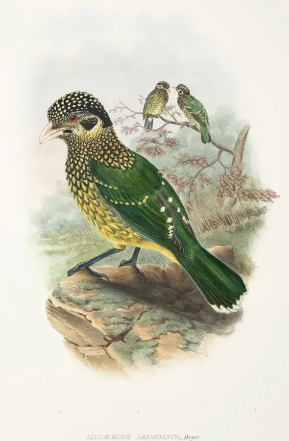 File:Ailuroedus arfakianus - The Birds of New Guinea.jpg