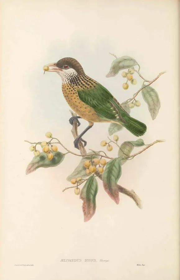 File:Ailuroedus stonii - The Birds of New Guinea.jpg