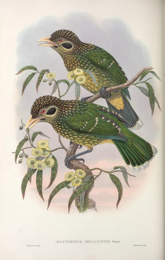 File:Ailuroedus melanotis - Monograph of the Paradiseidae.jpg