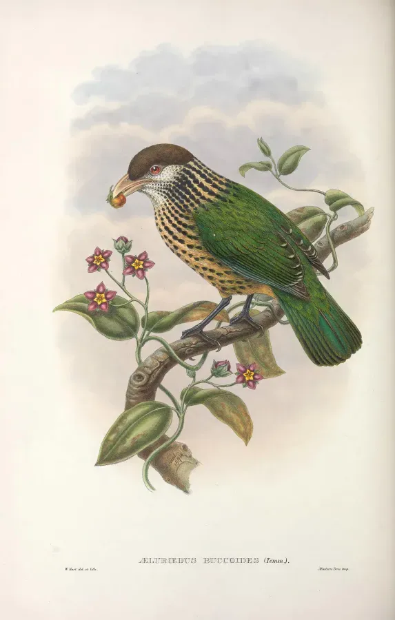 File:Ailuroedus buccoides - Monograph of the Paradiseidae.jpg