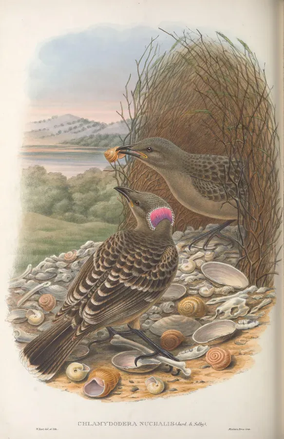 File:Chlamydera nuchalis - Monograph of the Paradiseidae.jpg